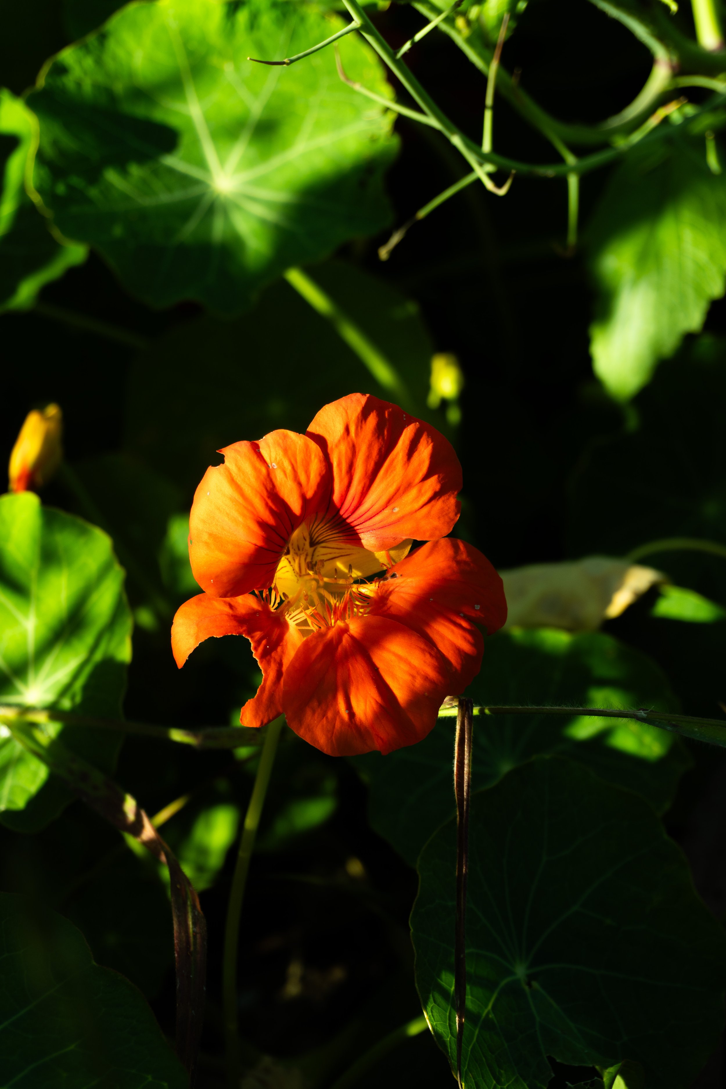 DSC00630.jpg