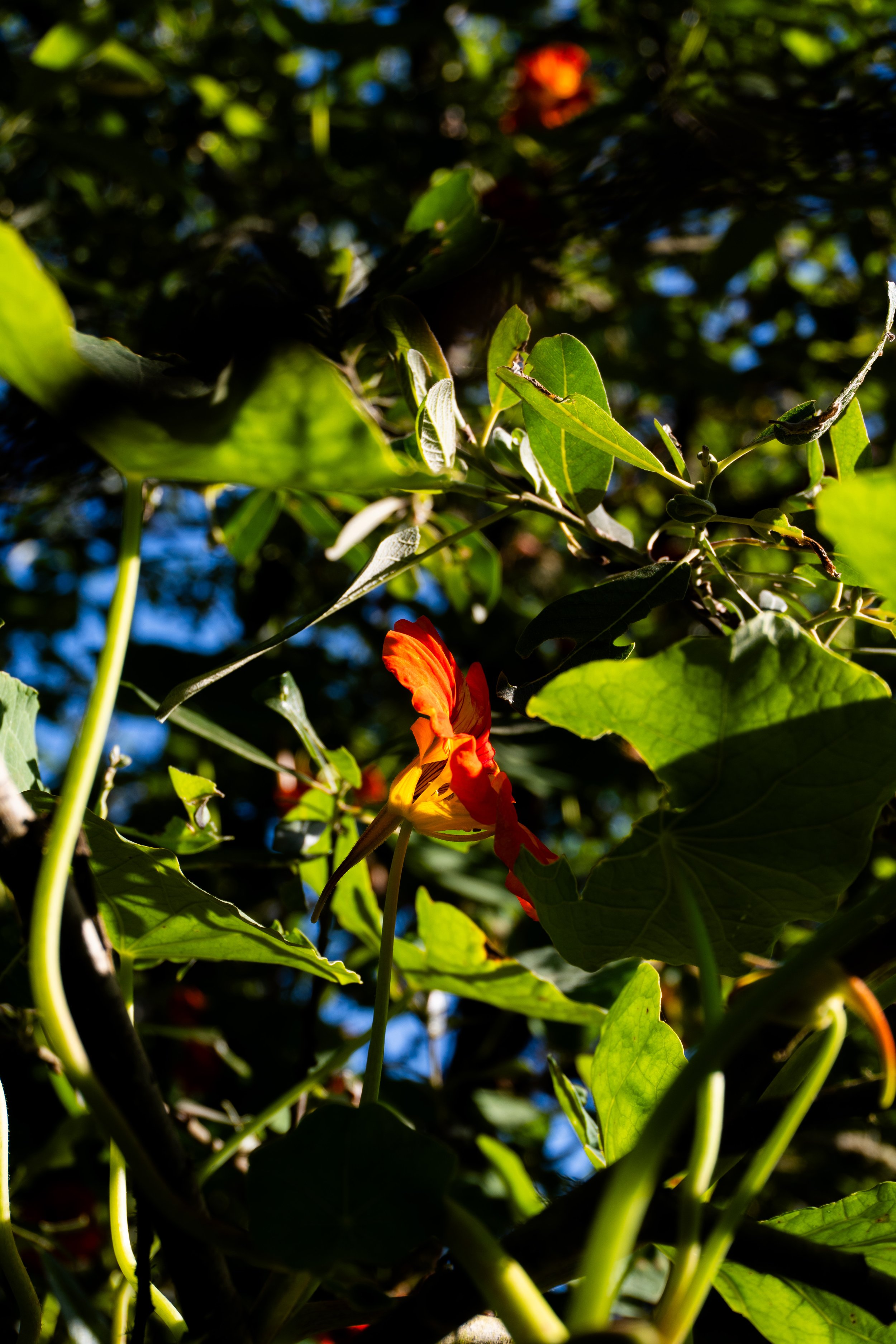 DSC00421.jpg