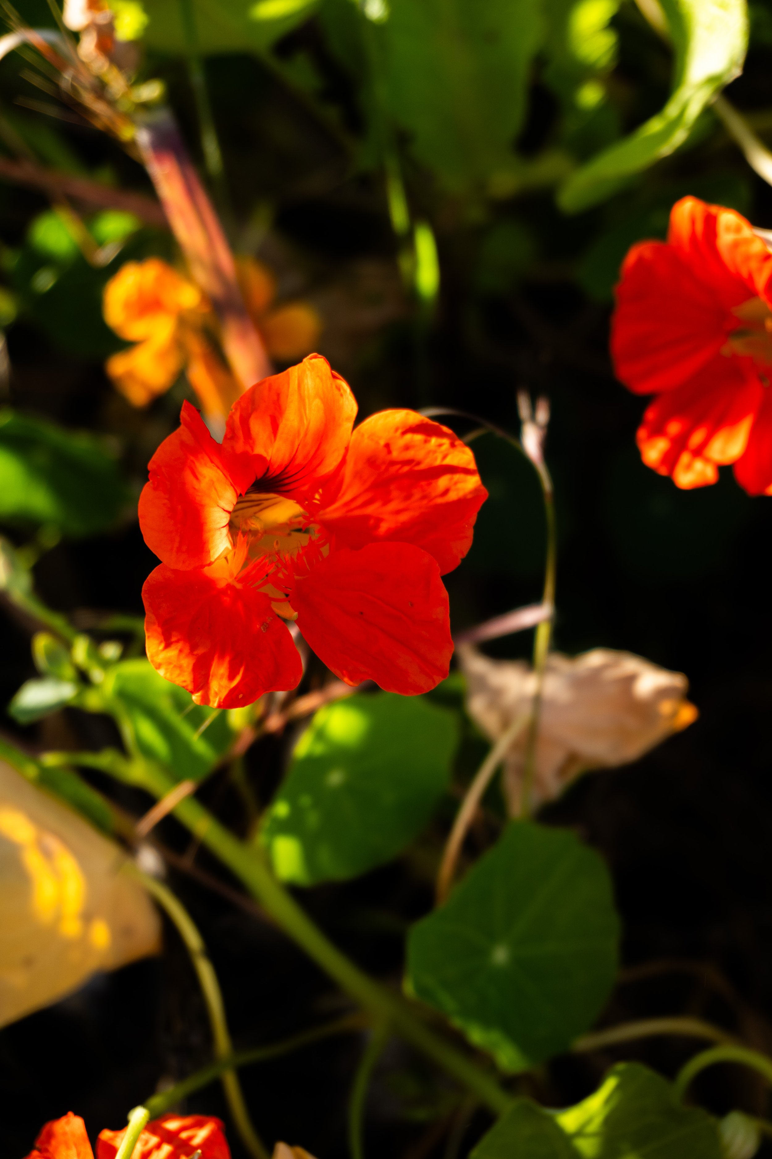DSC00636.jpg