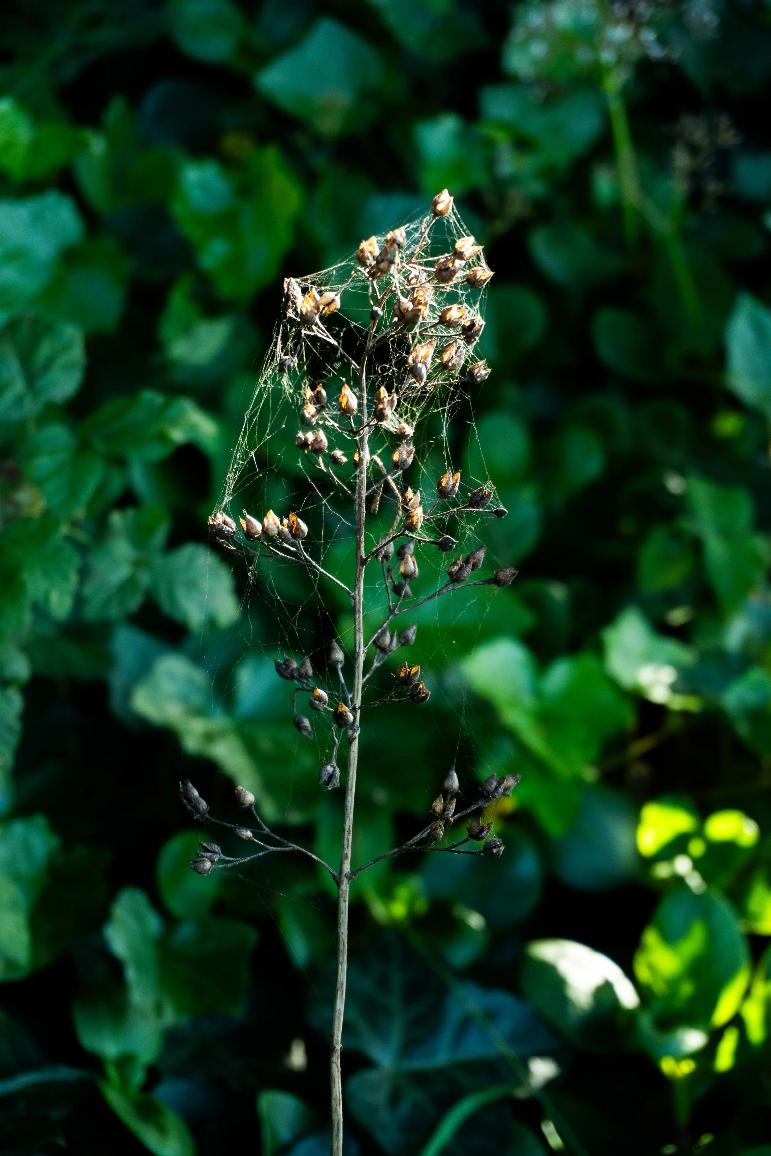 DSC00359.jpg