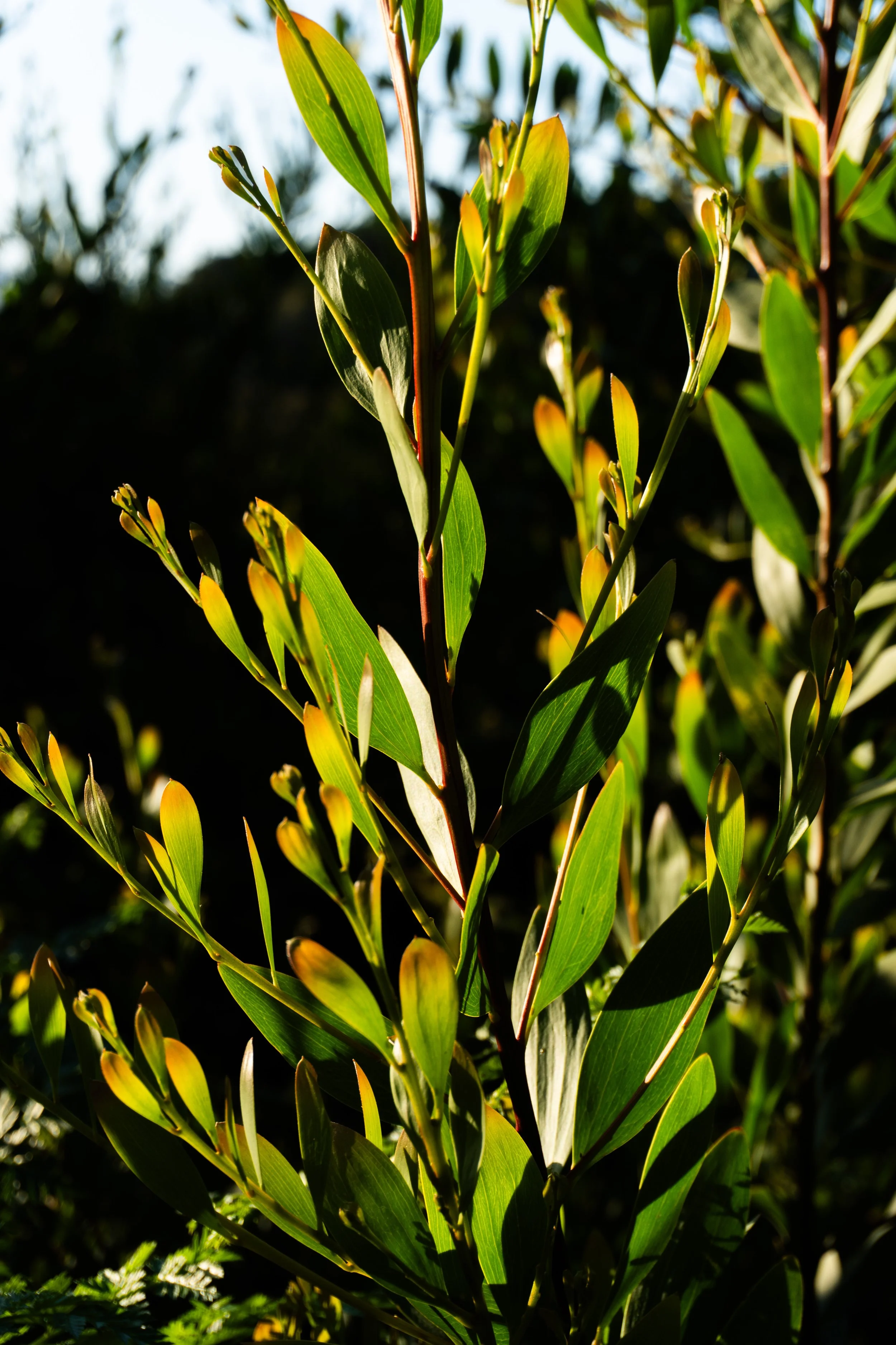 DSC00715.jpg