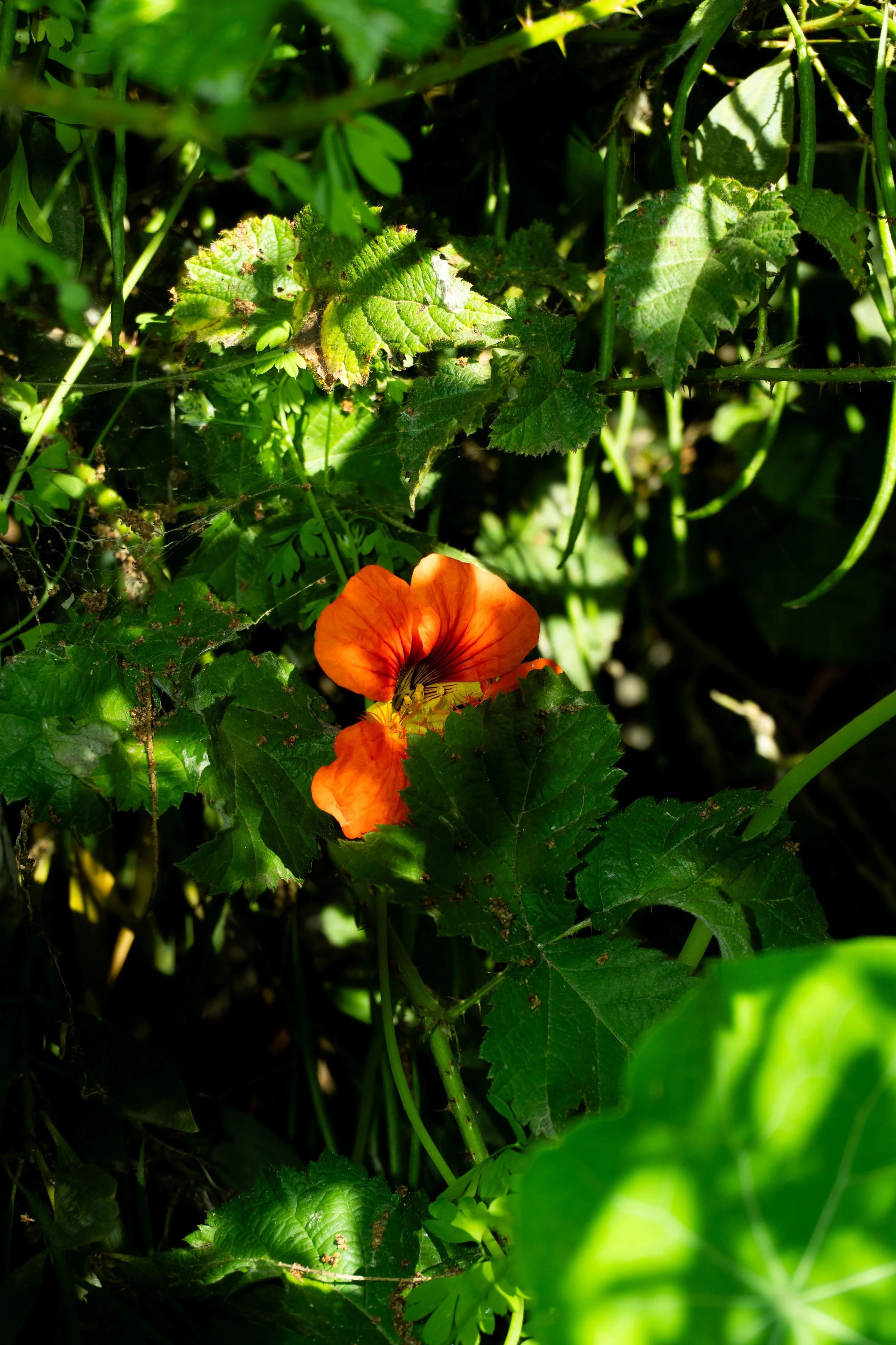 DSC00428.jpg