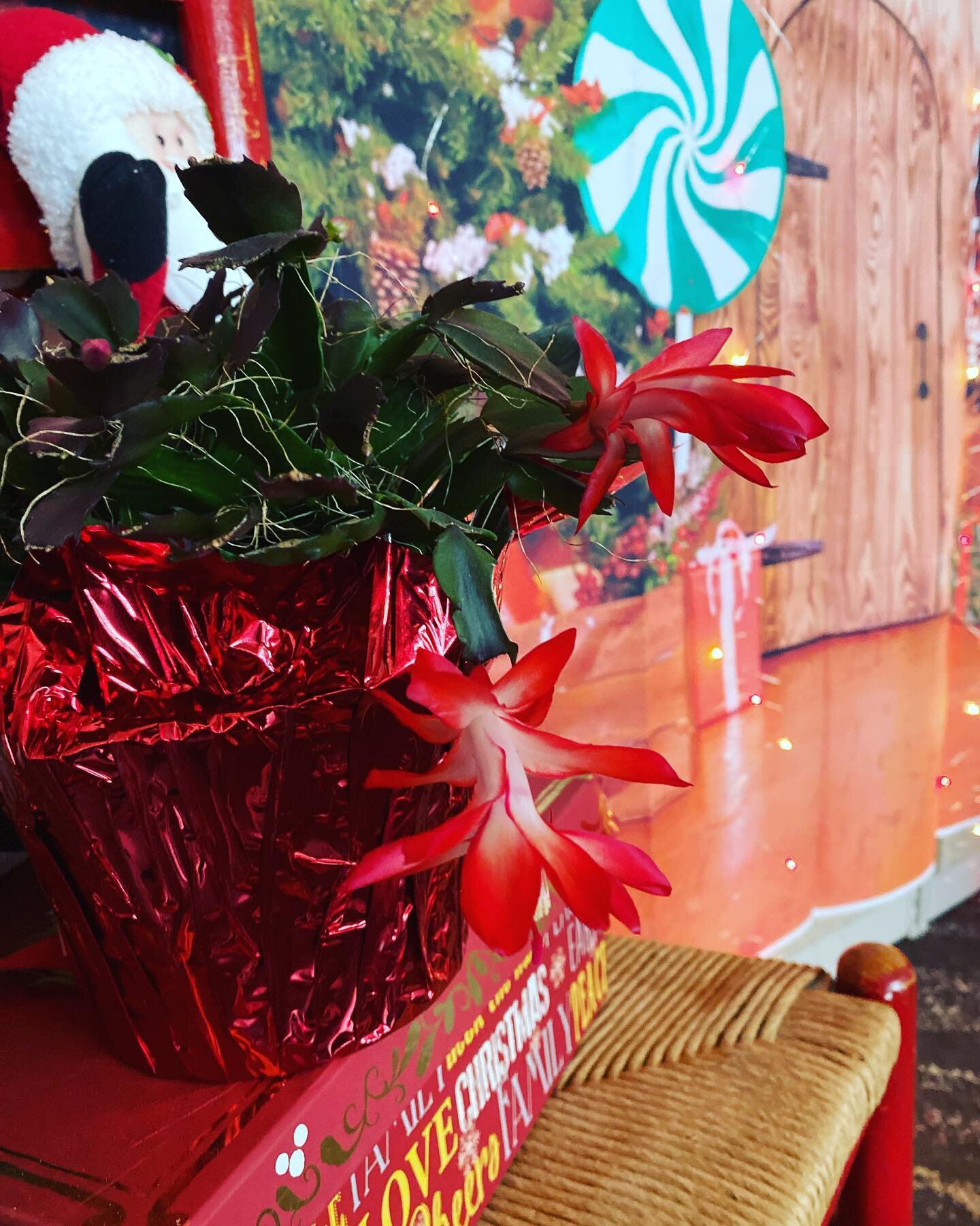 Last year one of our businesses gifted us this beautiful Christmas cactus, she is blooming again this year ❤️
Isn&rsquo;t she lovely!