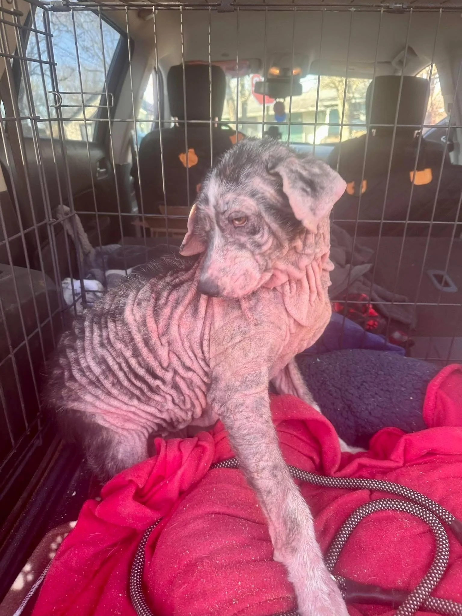 Kc P.a.w.s. (protective Animal Welfare Society) ; Formerly A Dog's Fun Playce