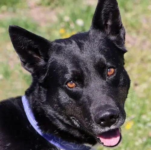 Kc P.a.w.s. (protective Animal Welfare Society) ; Formerly A Dog's Fun Playce