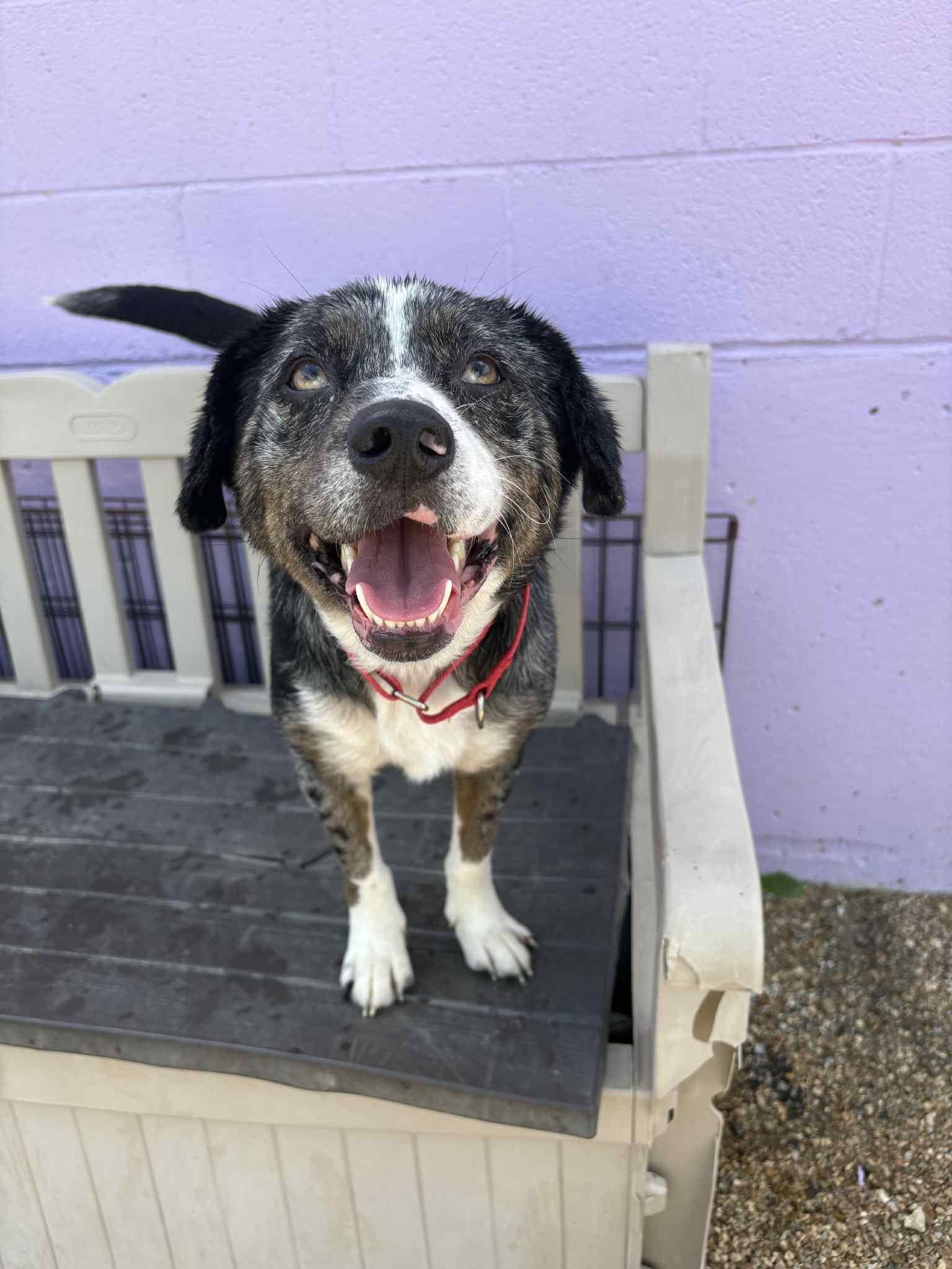 Kc P.a.w.s. (protective Animal Welfare Society) ; Formerly A Dog's Fun Playce