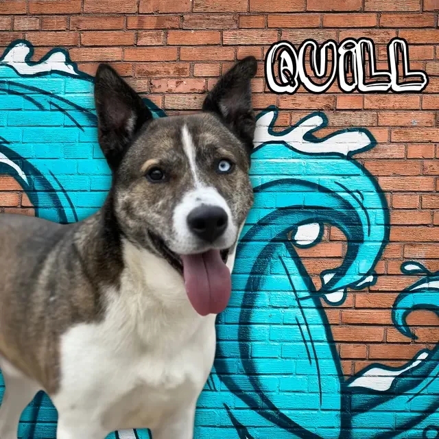Kc P.a.w.s. (protective Animal Welfare Society) ; Formerly A Dog's Fun Playce