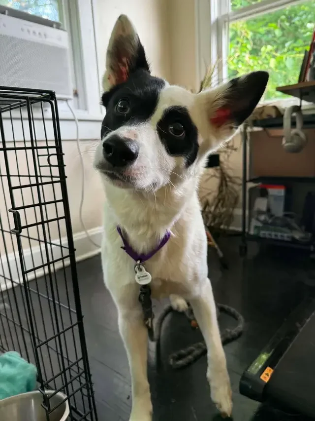 Kc P.a.w.s. (protective Animal Welfare Society) ; Formerly A Dog's Fun Playce