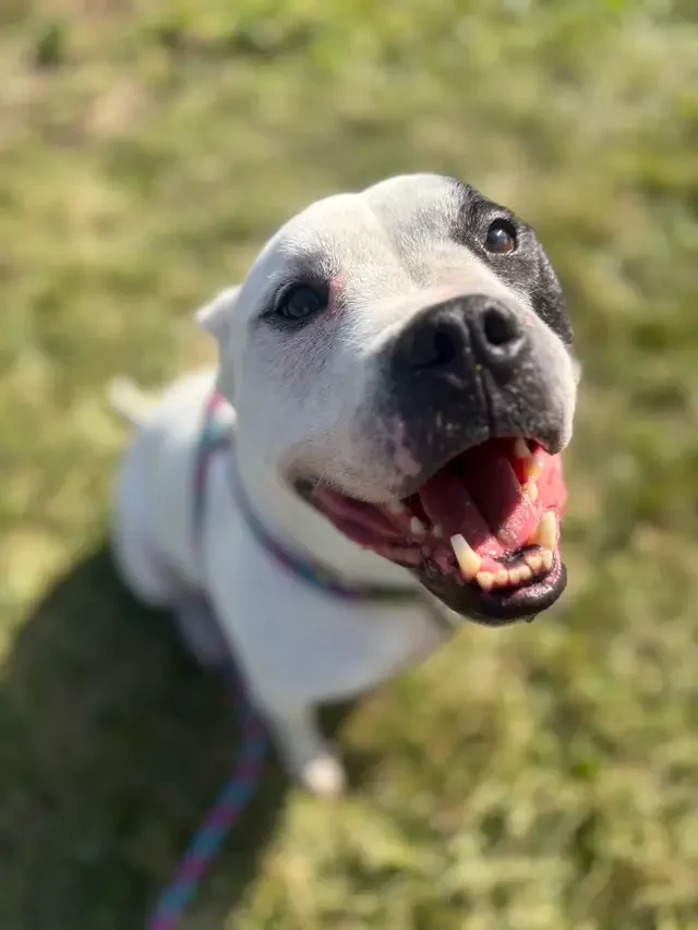 Kc P.a.w.s. (protective Animal Welfare Society) ; Formerly A Dog's Fun Playce