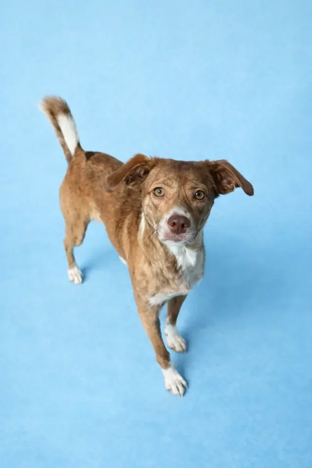 Kc P.a.w.s. (protective Animal Welfare Society) ; Formerly A Dog's Fun Playce