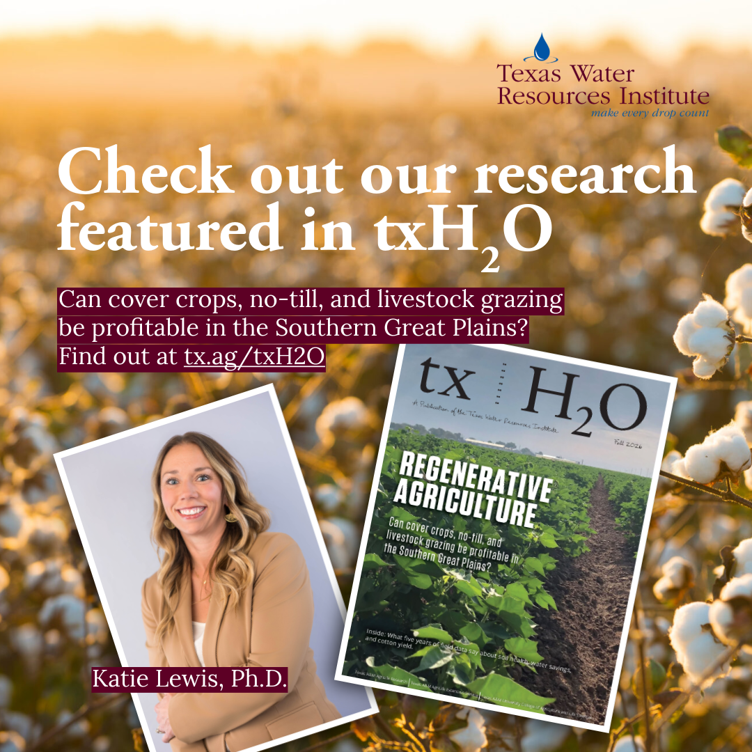 Cotton image, Katie Lewis portrait, and promotional text: Check out our research featured in txH2O. Can cover crops, no-till, and livestock grazing be profitable in the Southern Great Plains? Find out at tx.ag/txH2O