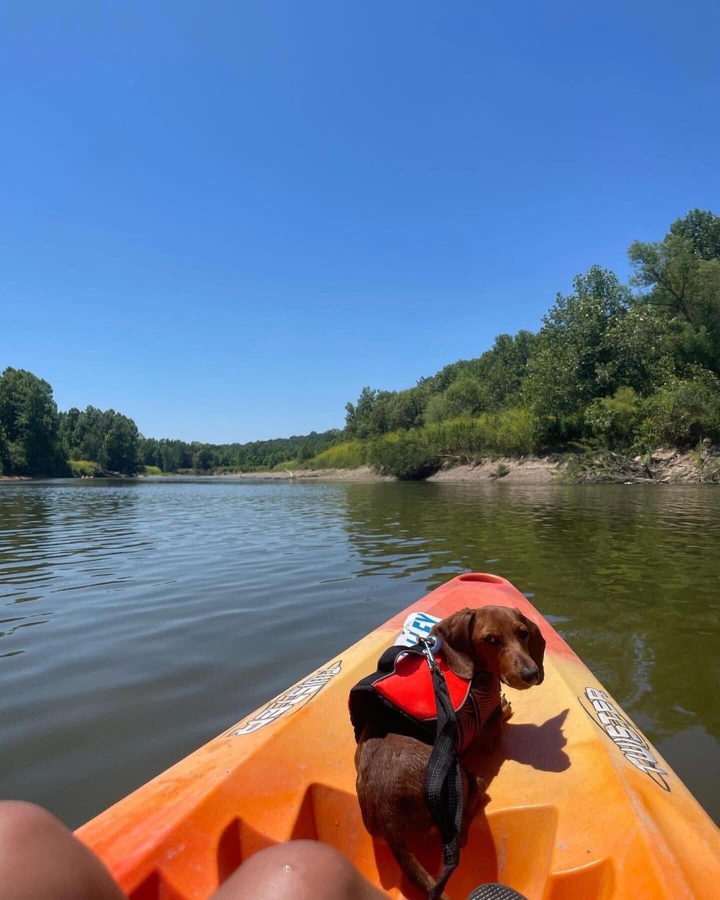 Happy #NationalPuppyDay from Parke County, Indiana! 🐾 

There are plenty of dog-friendly attractions in Parke County, Indiana, including Turkey Run, Shades State Park and Raccoon SRA! 🌿