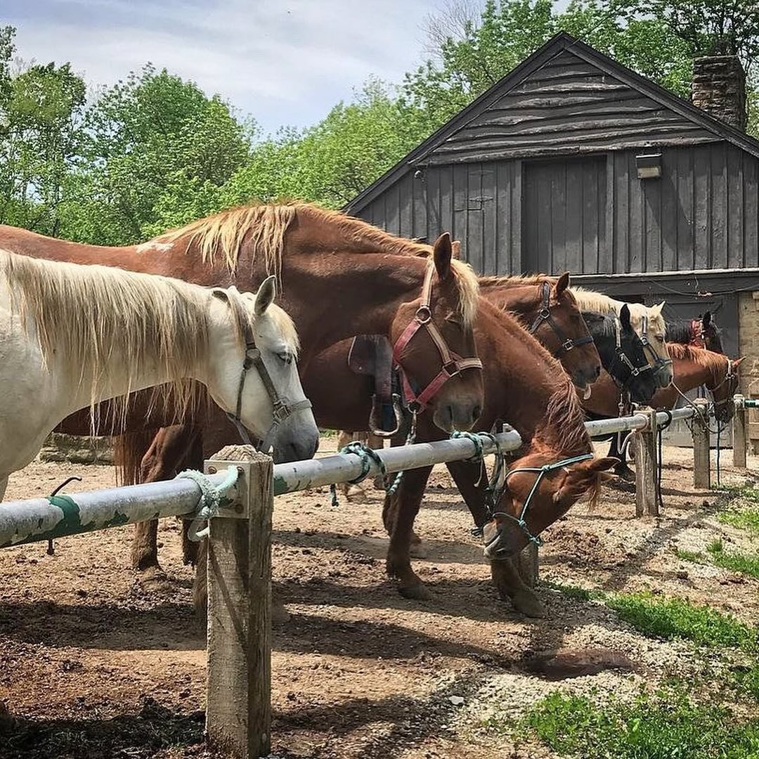 Did you know Turkey Run State Park has guided horseback rides?! 🐴🌿

Guided trail rides are $25 per rider, and lasts 50 minutes. Make reservations at the Saddle Barn and visit the Turkey Run State Park website for more information!