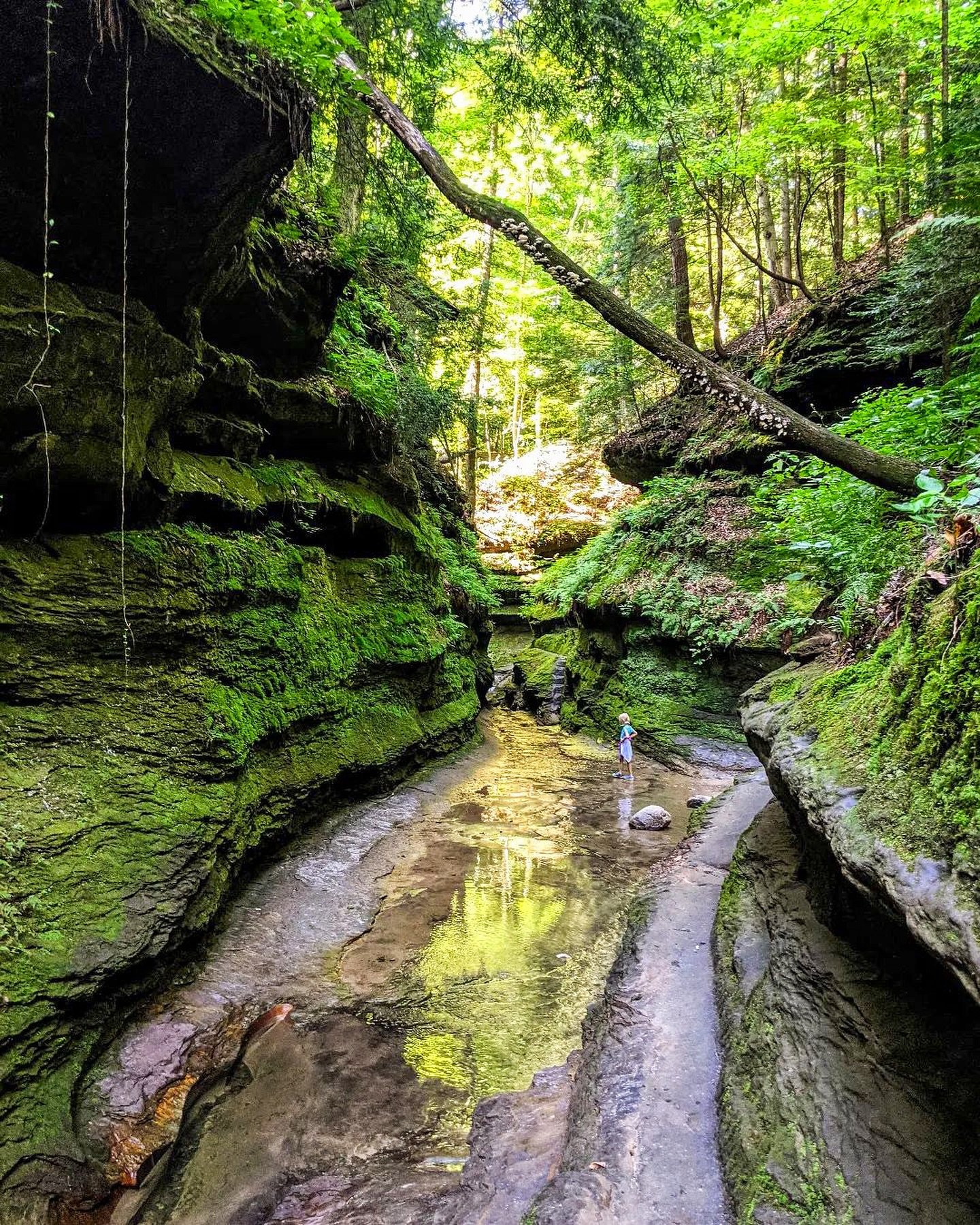 Happy #NationalTrailsDay from the beautiful trails of Turkey Run and Shades State Park in Parke County, Indiana 🌿