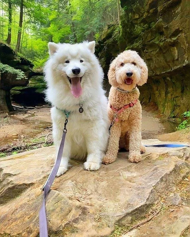 Happy #NationalDogDay from Parke County, Indiana! There are lots of great activities here for you and your furry friend. 🐾