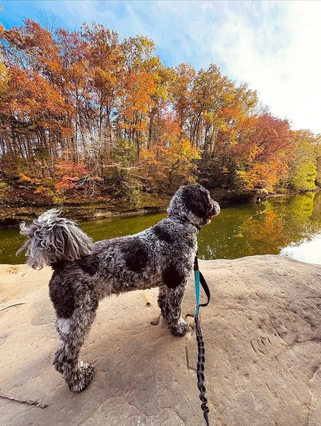 Fall adventures are better with furry friends! 🍁🐾 There are tons of fun dog-friendly activities in Parke County!
