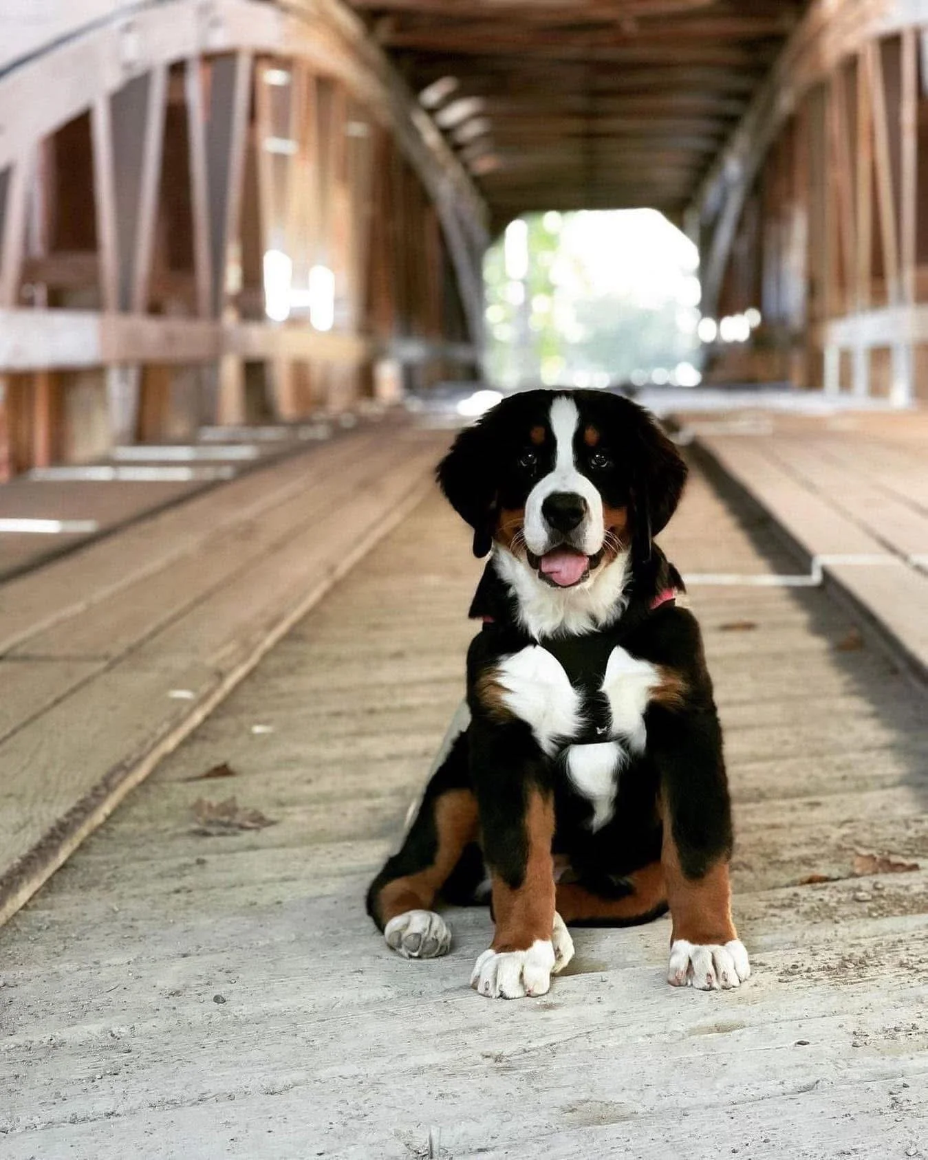 Happy #NationalPuppyDay from Parke County, Indiana! 🐾 

There are plenty of dog-friendly attractions in Parke County, Indiana, including Turkey Run, Shades State Park and Raccoon SRA! 🌿