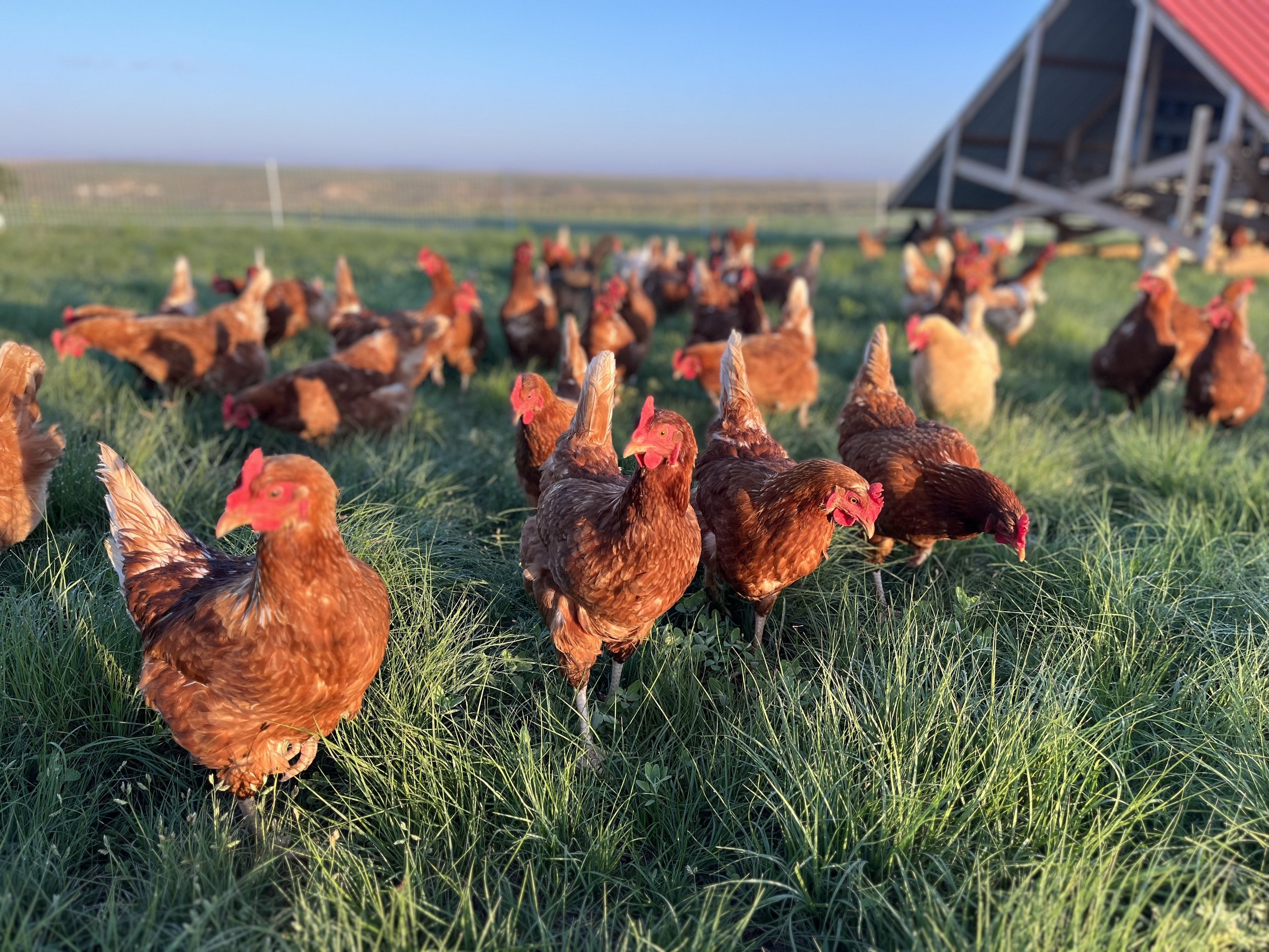 prairie_hens.jpg