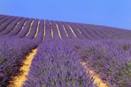 small-lavender-field.jpg
