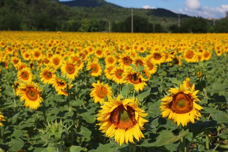 small-sunflowers.jpg