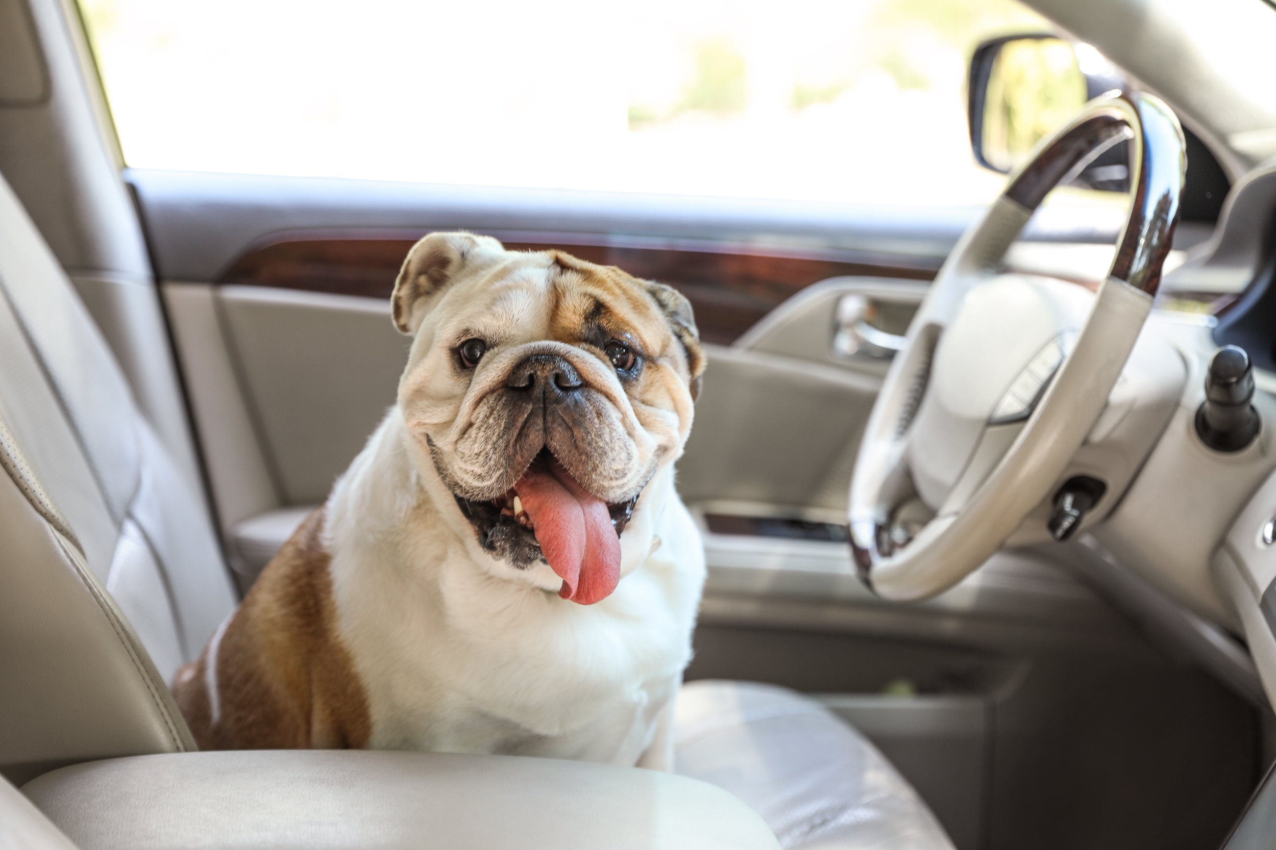 Pet Hair Cleaning For Your Car