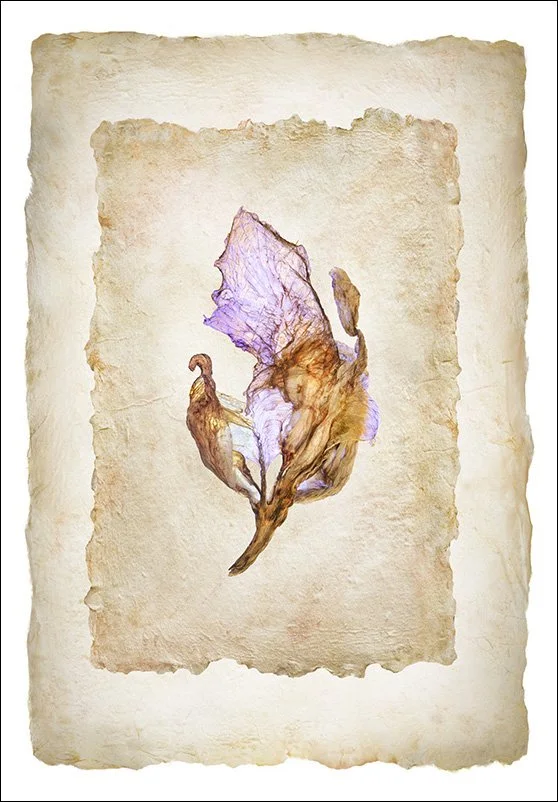 Untitled 2510, pigment prints, 33"x23"