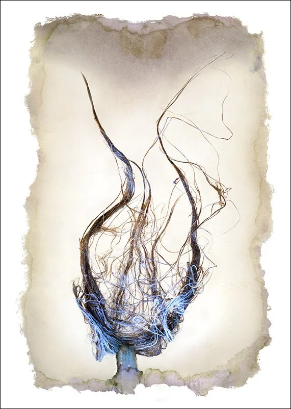 Untitled 2511, pigment print, wax, 20"x14"