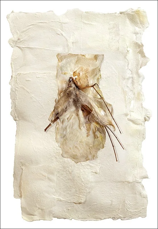 Untitled 2503, pigment print, 31"x20"