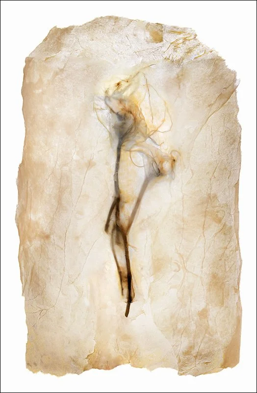 Untitled 2505, pigment print, wax, 22"x14"