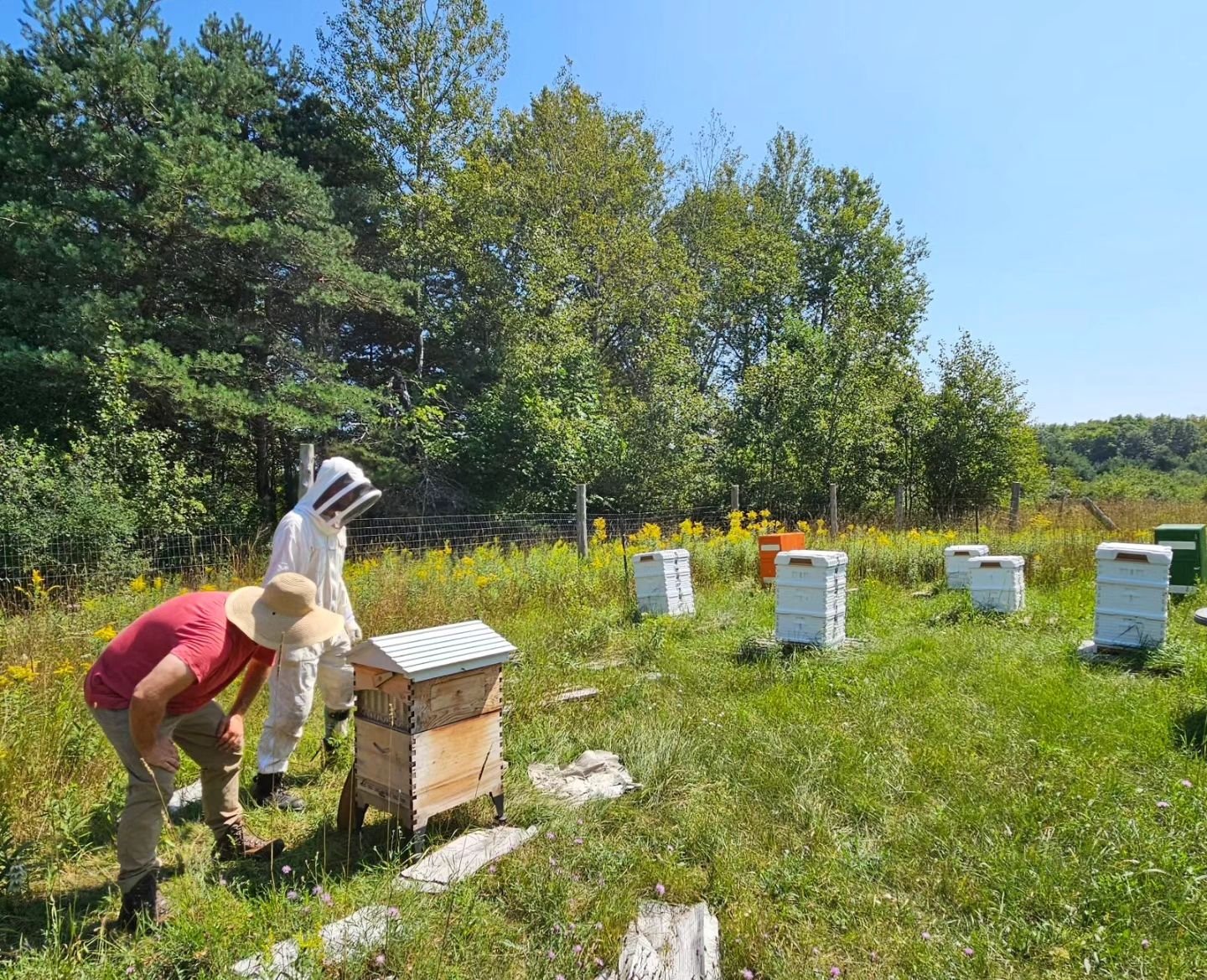 Kevin &amp; Will inspecting our outdoor hives on this gorgeous day. Hoping to harvest some delicious honey soon! 🍯🐝