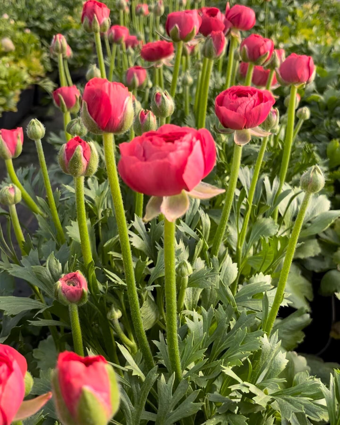Valentine's Day is in just over 2 weeks! Red roses are fine if that's your thing but if you want to treat someone you love (including yourself!) to some locally grown flowers, there are more great options than ever. Our always popular ranunculus subs