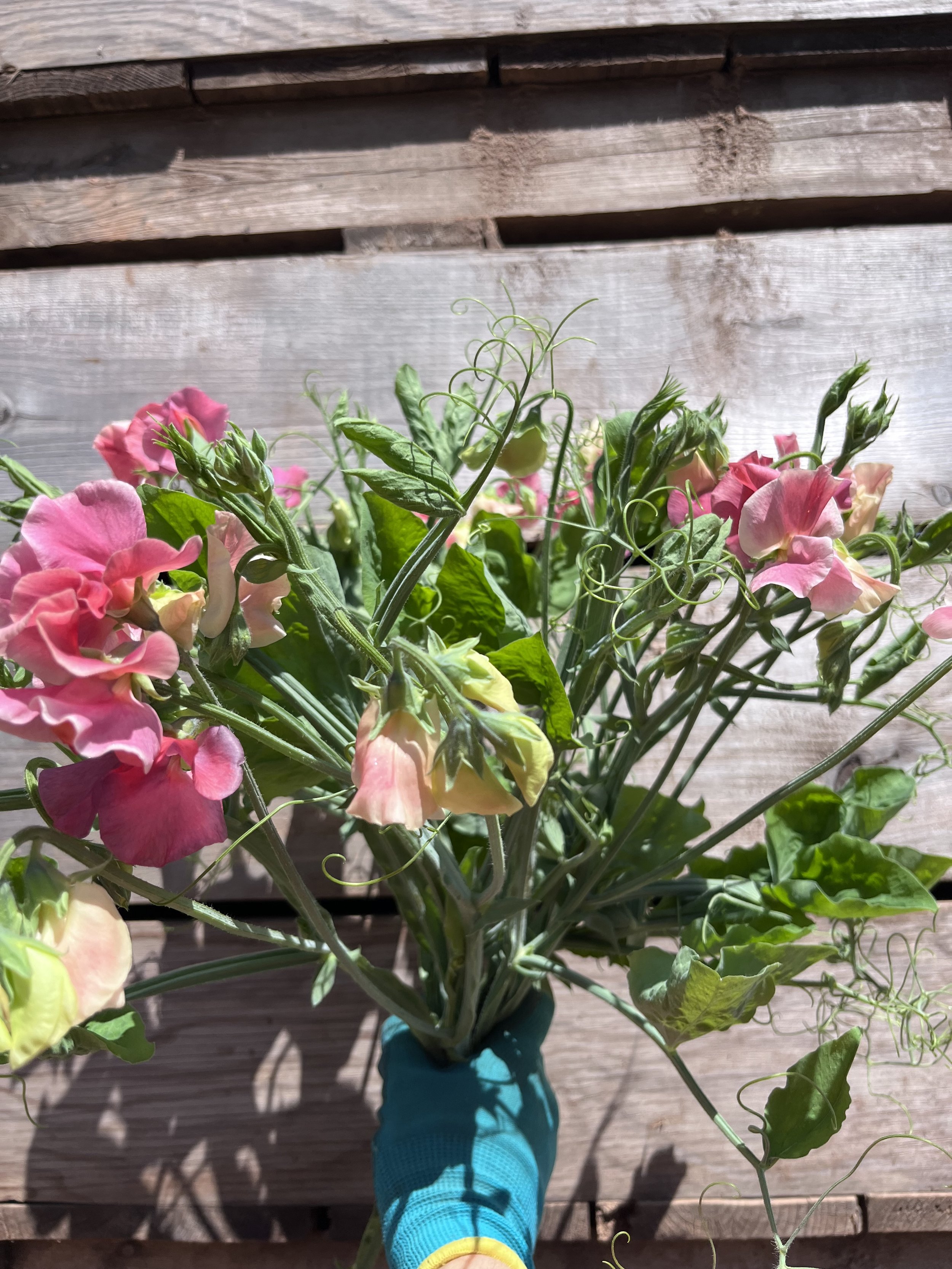 Kings Ransom Sweet Peas