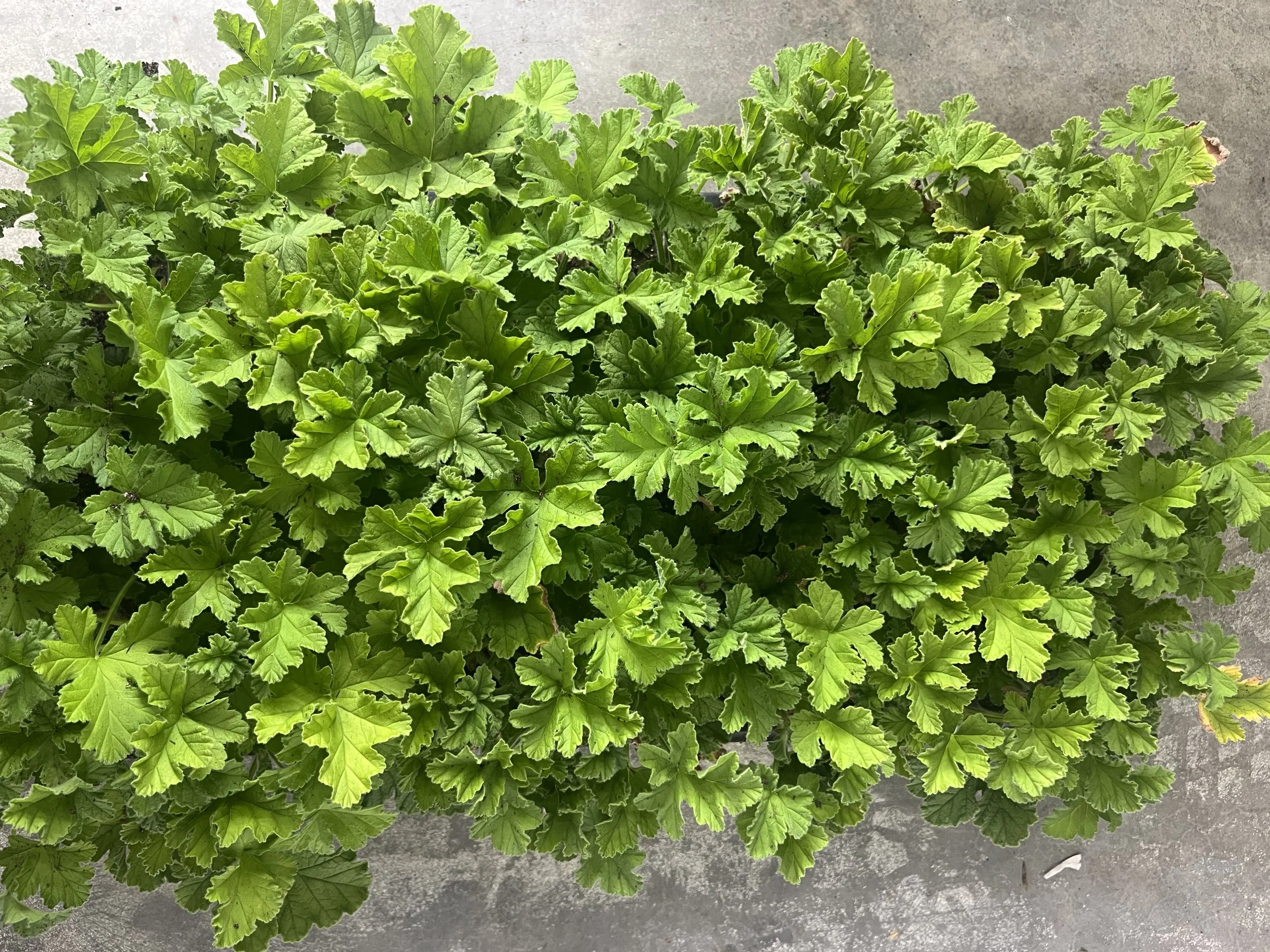 Scented Geranium Cuttings