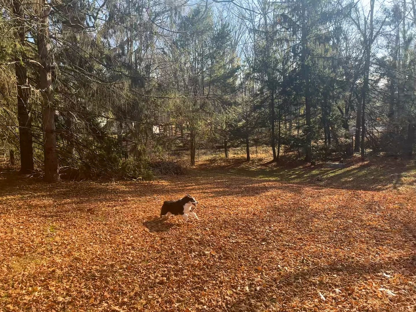 Gratitude, an incomplete list:

Incomplete because my life now is so exactly a dream (quartet, house, dog, love) that it is beyond words, and because that same life sometimes leaves me aching for rest, space, neck muscles that don&rsquo;t spend all t