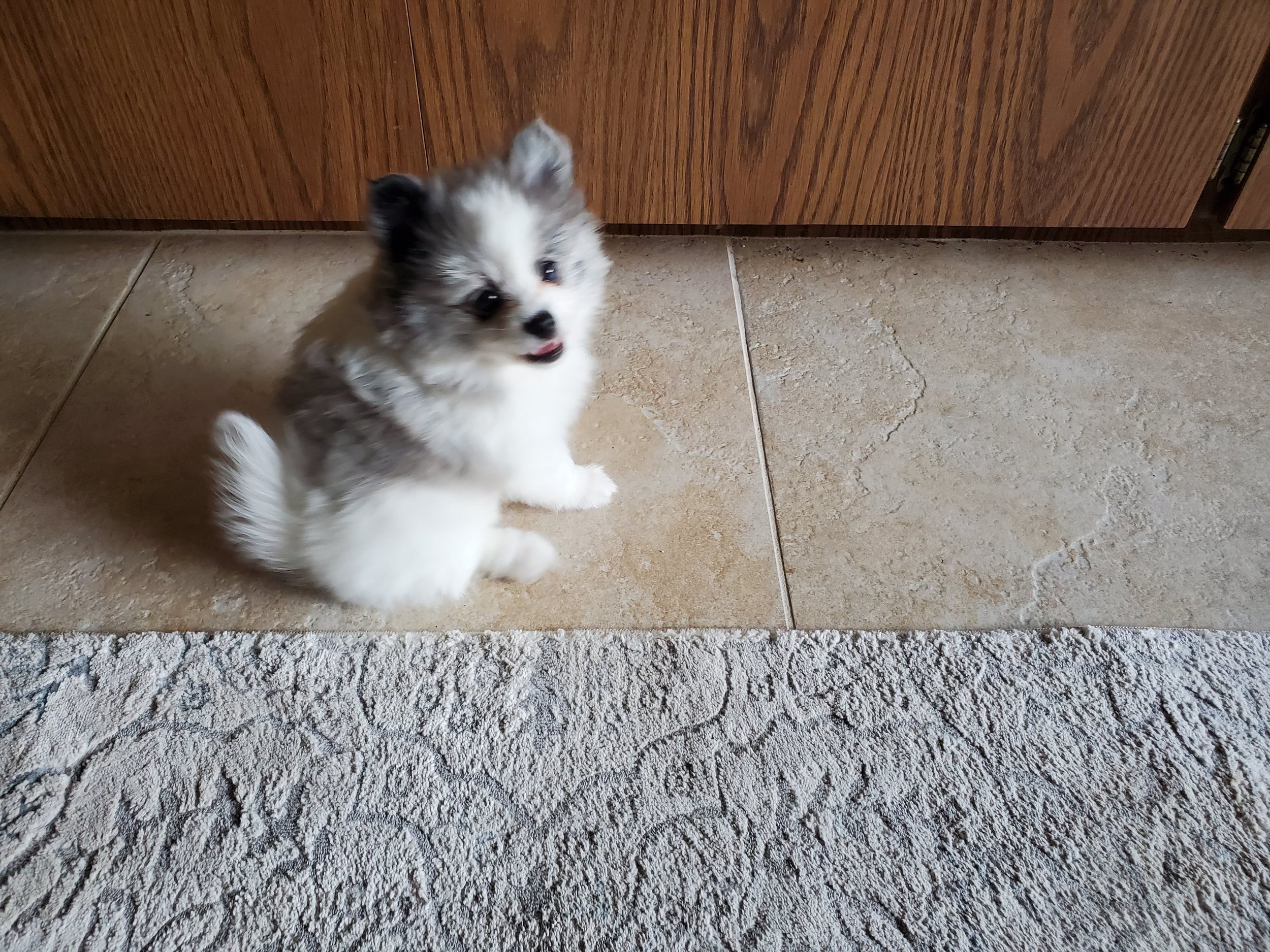 The Alluring Allure of the Blue Merle Pomeranian Puppy