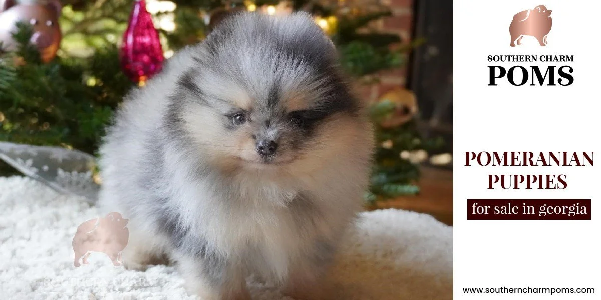 What Makes Toy Pom Puppies in North West GA Truly Special Compared to Other Small Breeds?