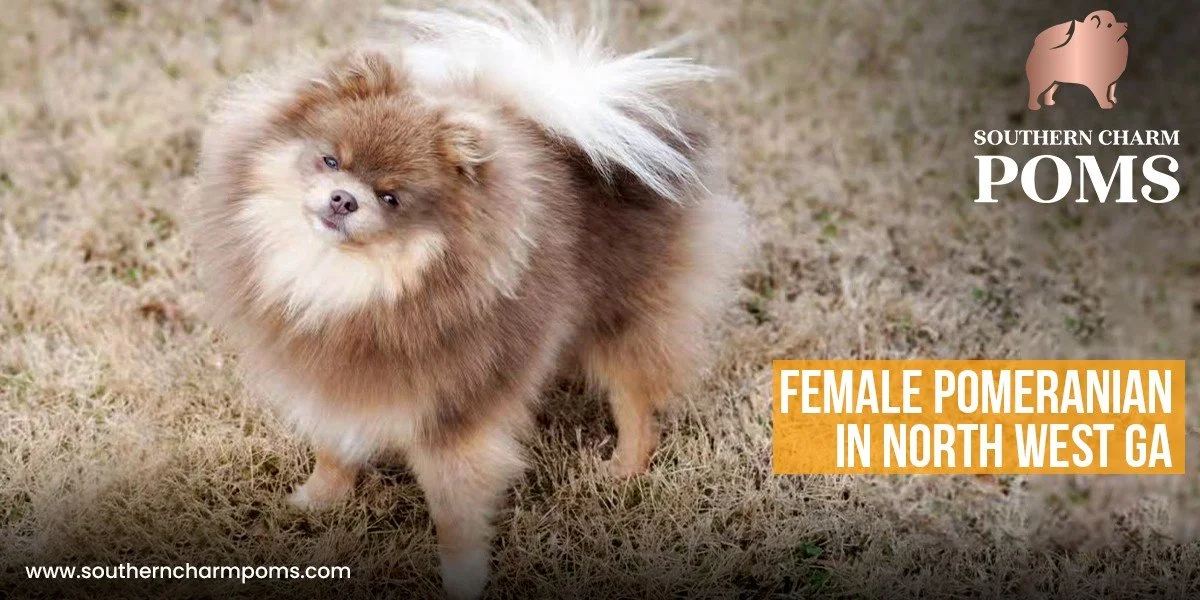Why Choosing the Right Pomeranian Breeders in GA Matters More Than You Think