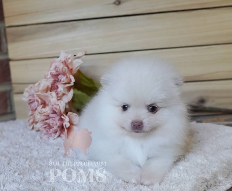 Aeries X Goose cream male - $4000
