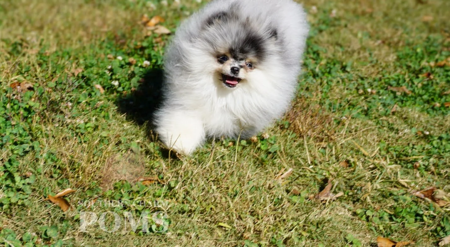 DSC02858_1.jpg