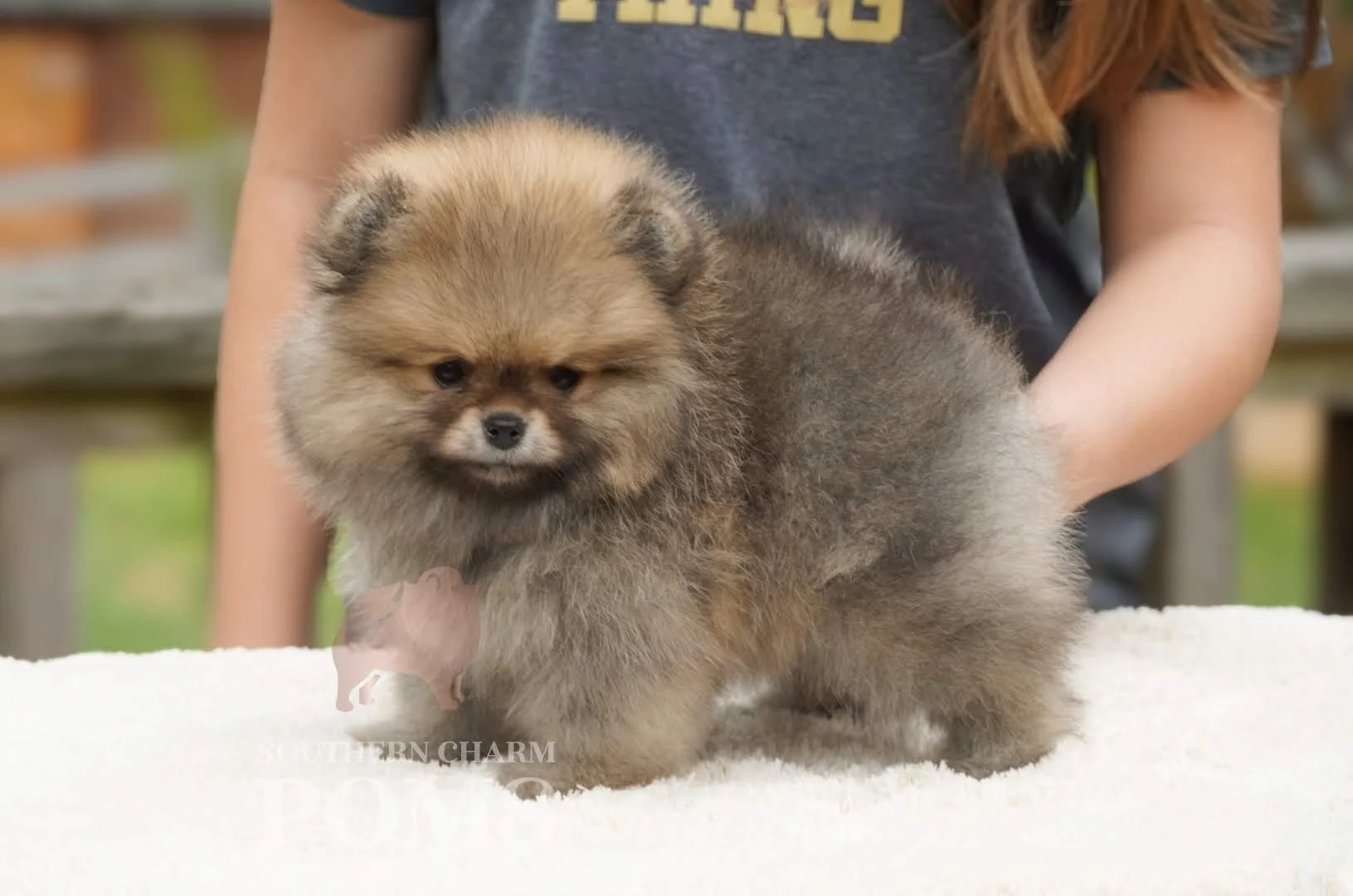 Todo X Rhaenyra orange sable female - $4800