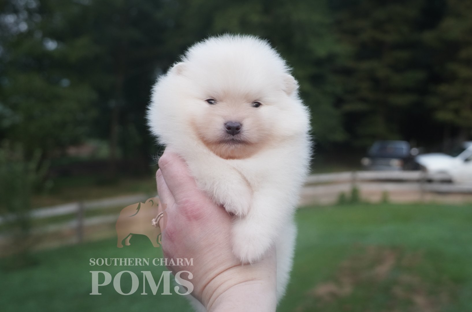 Veda X Goose cream male - ***reserved***