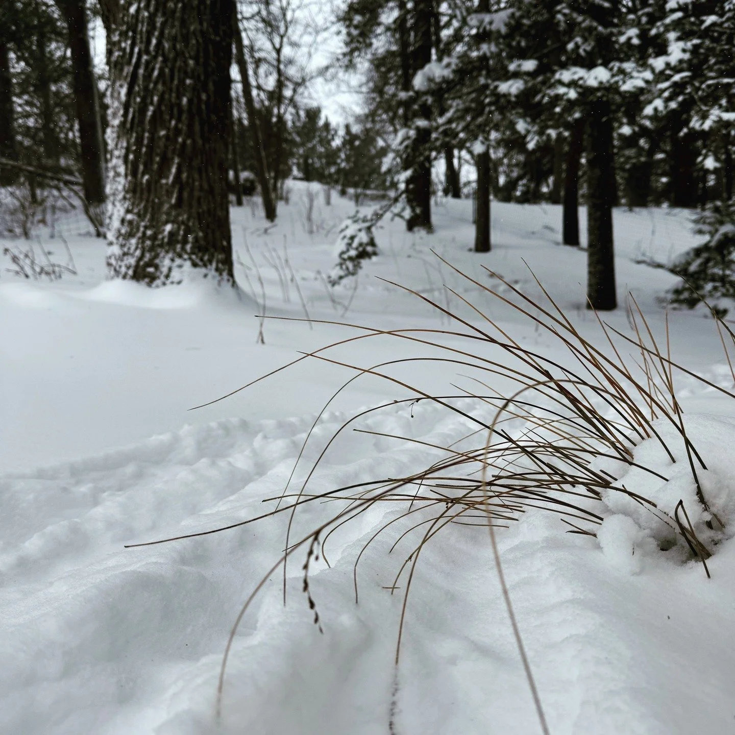 No class Monday, March 16th. Enjoy the snow!!