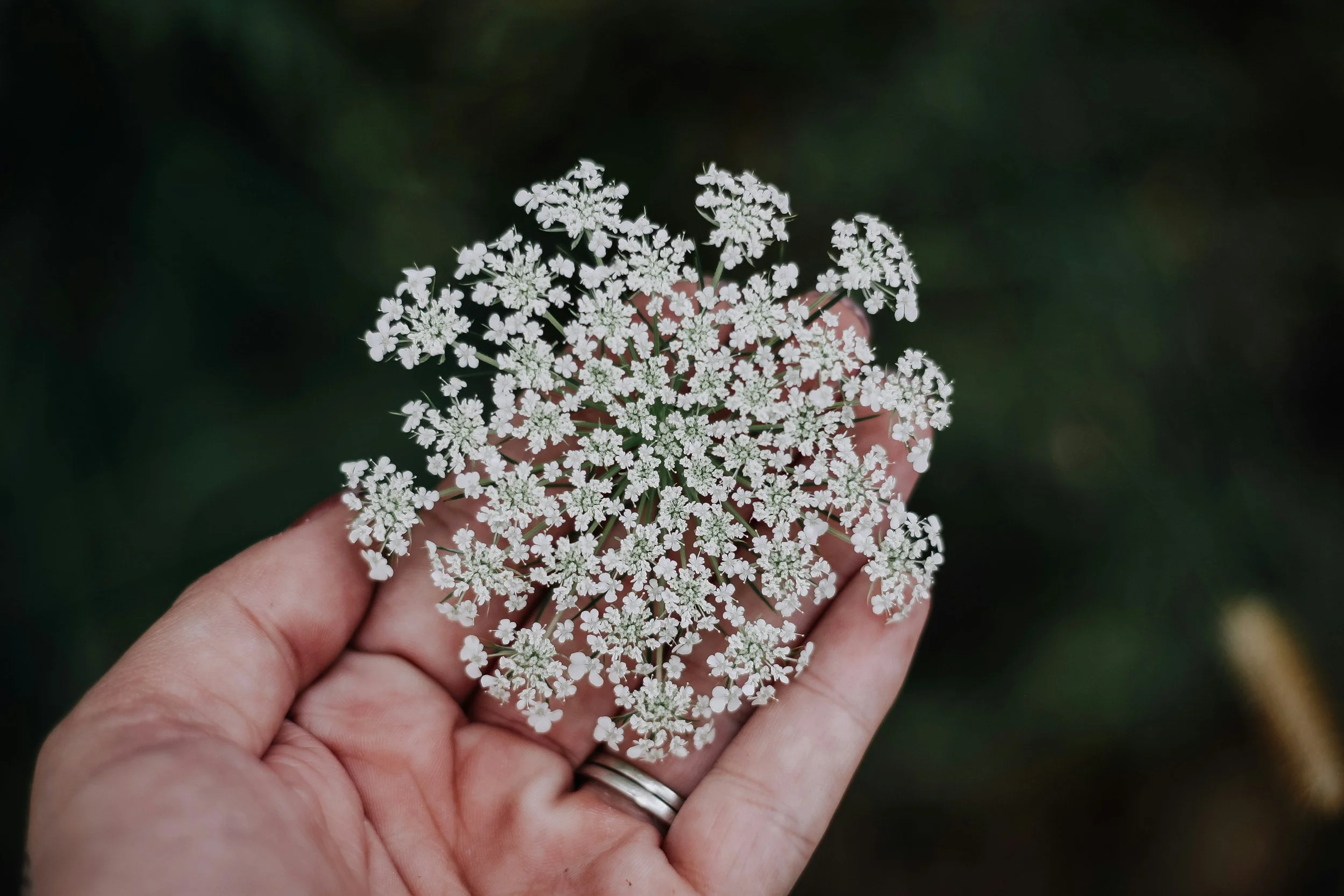 Hand holding a delicate flower against a soft background, symbolizing seasonal change, new beginnings, and embracing life transitions with gratitude
