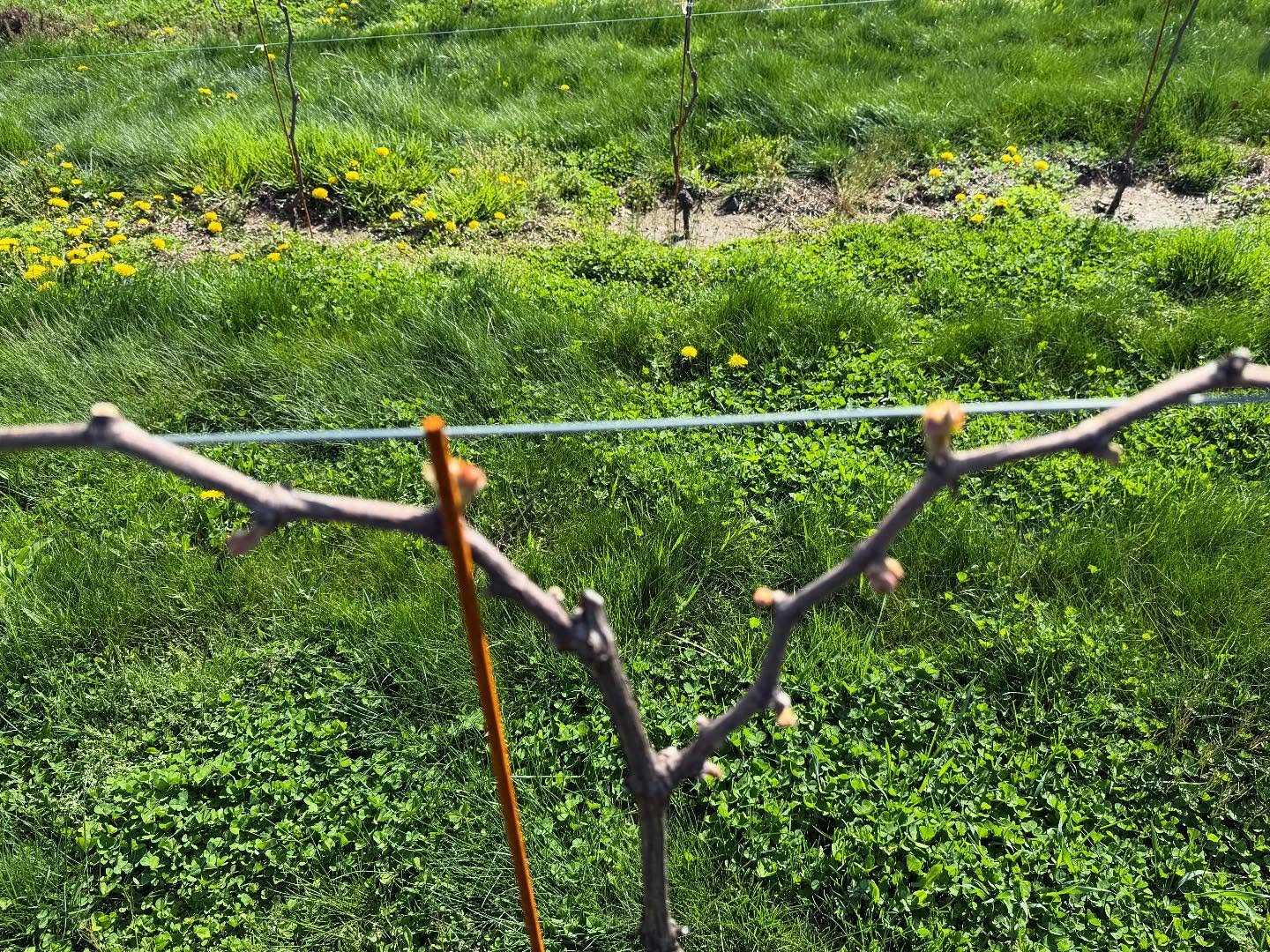 2025 is to be our first year of fruit production. We at Hollow Ridge Vineyards are dedicated to being the best farmers we can be. There has been a lot of learning, which we are sure will continue indefinitely! 

Our vines have been resilient in the d