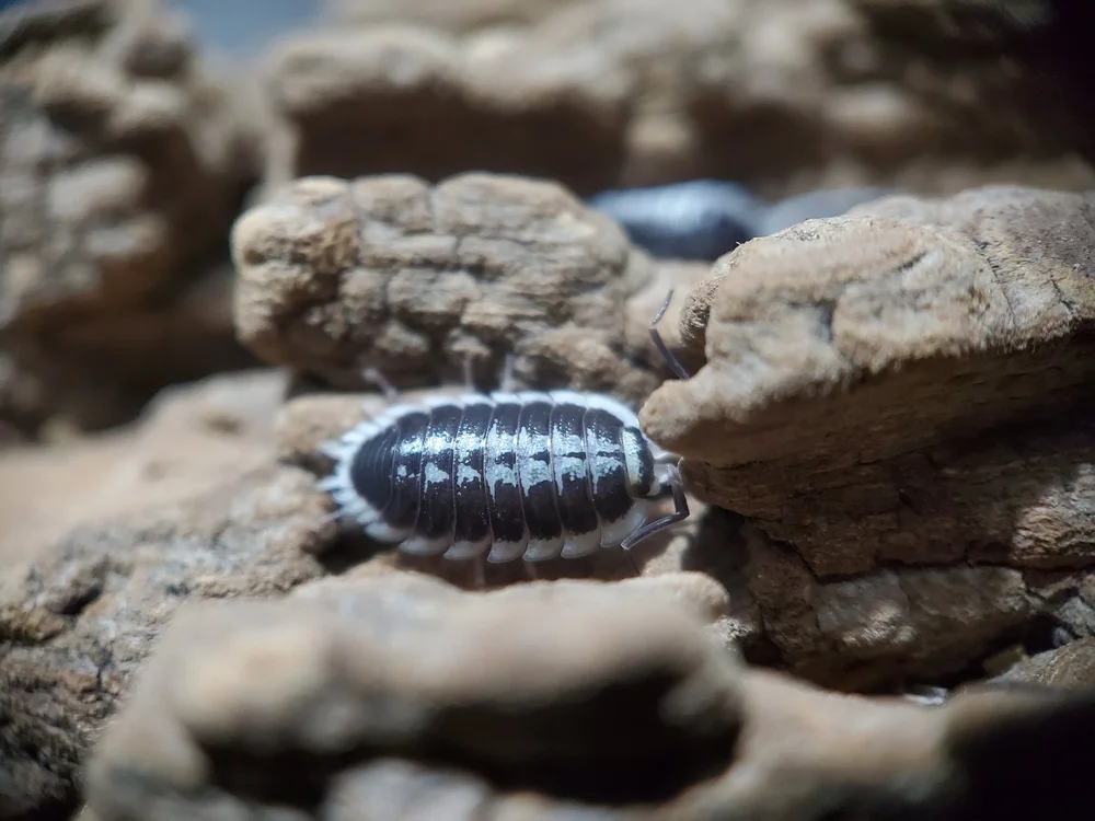 Venezillo parvus — Dirt Daddy LLC