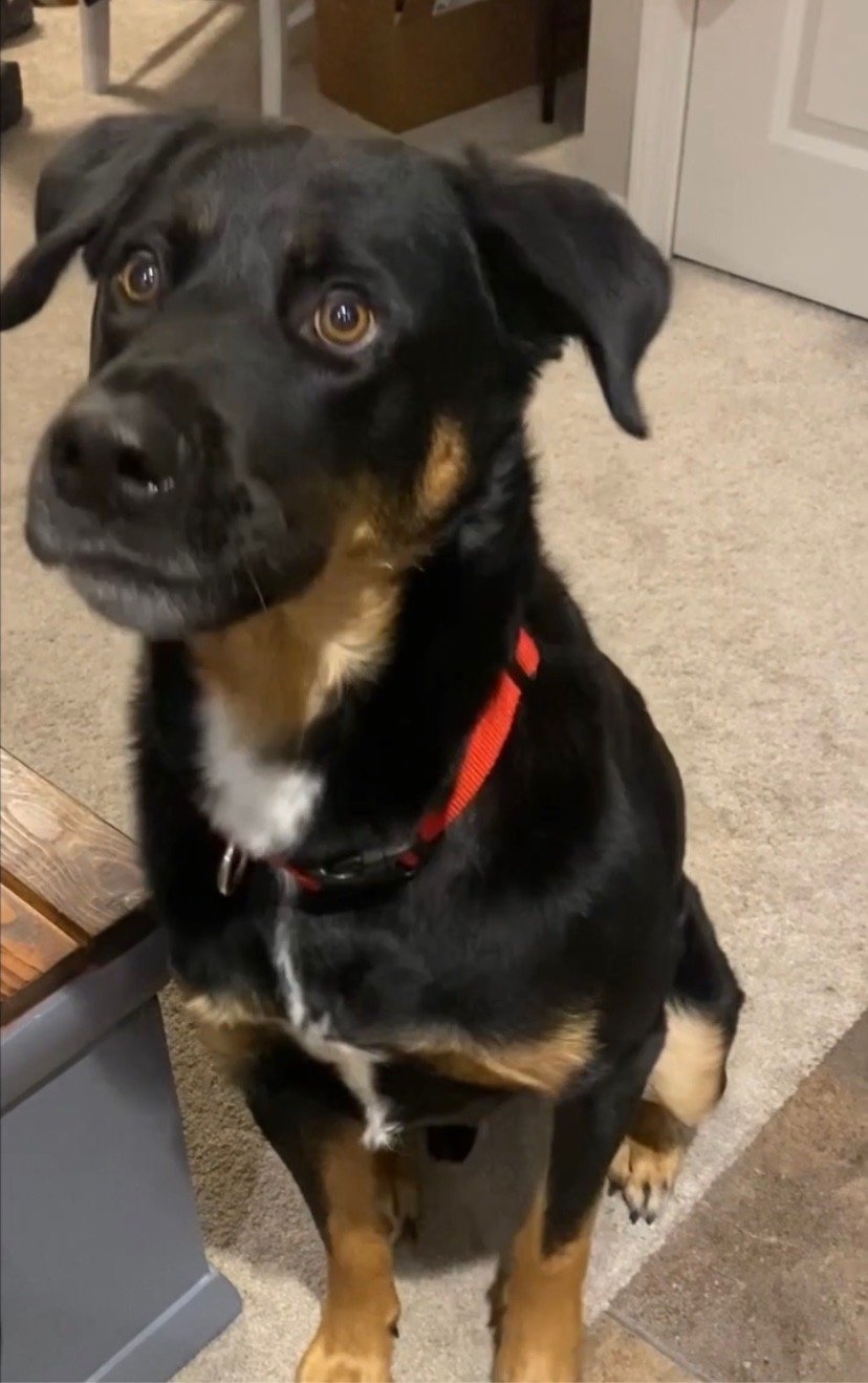 Why Is My Dog Already Turning Gray?! — DogMa