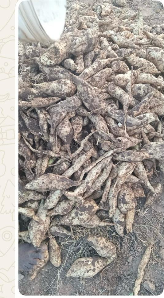 WhatsApp Image 2025-09-27 at 11.13.18 AM.jpeg