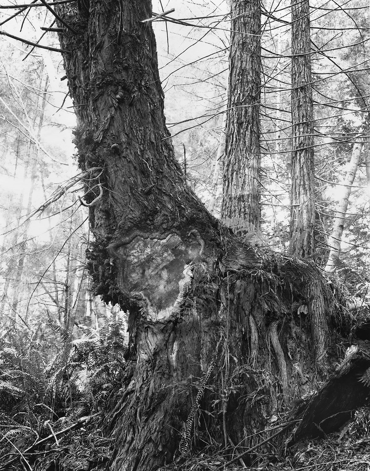 Live_Burls_Print_Scan_16_44inch_CROP_FB.jpg