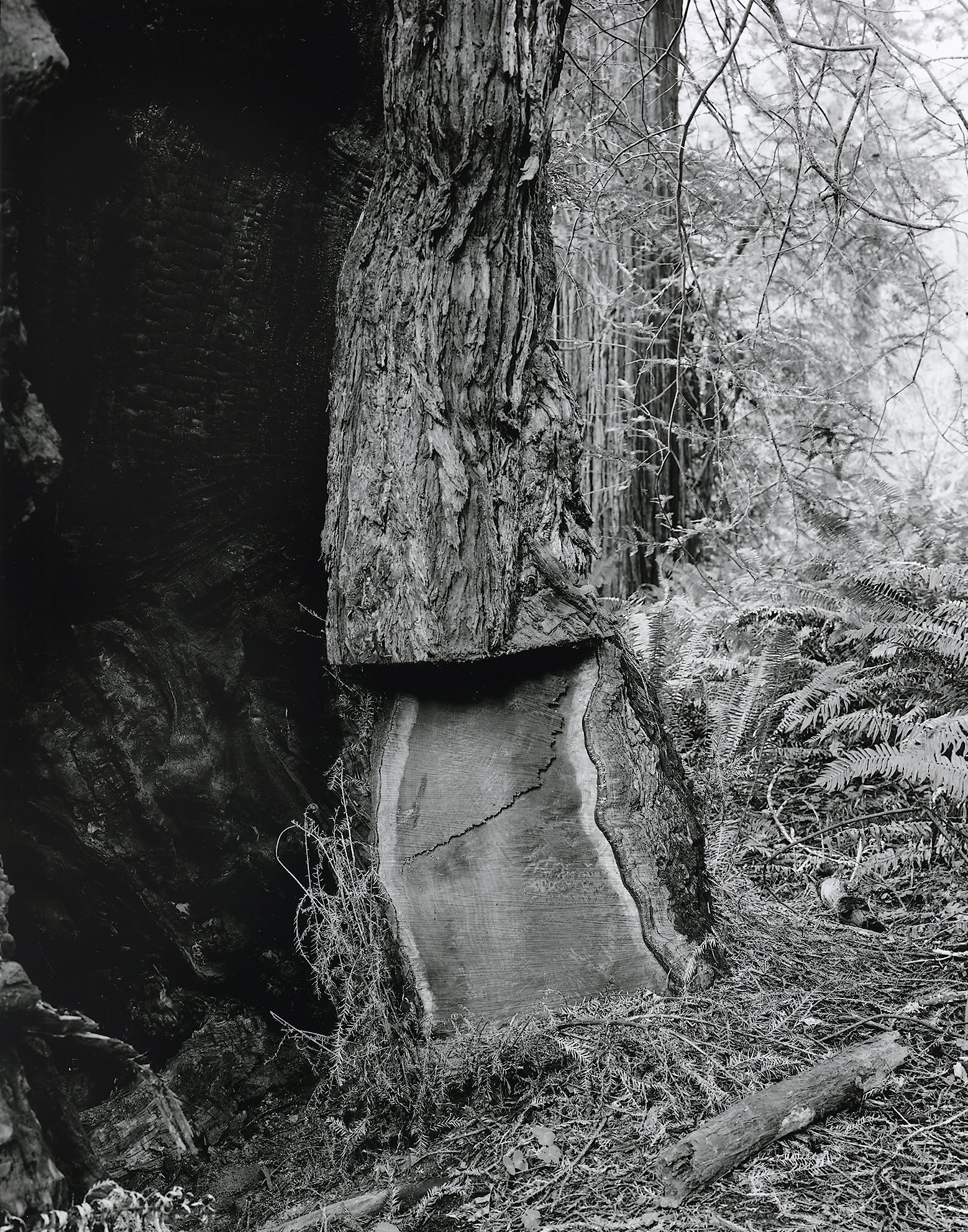 Kirk_Crippens_GretchenLeMaistre_Live_Burls_Print_Scan_7_.jpg