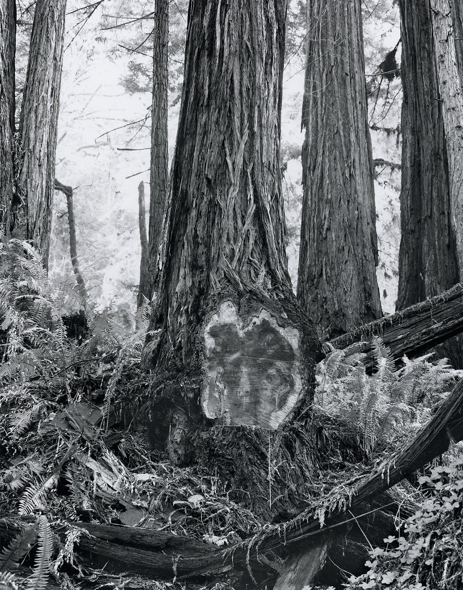 Kirk_Crippens_GretchenLeMaistre_Live_Burls_Print_Scan_2_.jpg